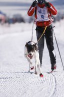 Lenk 2013